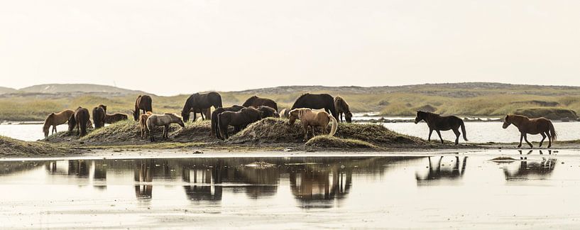 Paarden nabij Vestrahorn, IJsland von Frank Laurens