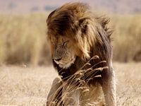 Lion dans le cratère du Ngorongoro