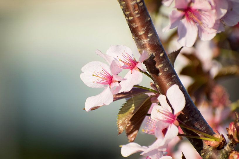 pink cherry blossom to branch detail. by Marjolein Hameleers