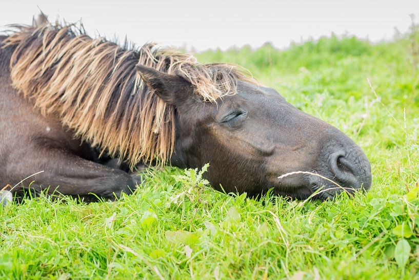 Horses | Sleeping Conic horse - Oostvaardersplassen by Servan Ott