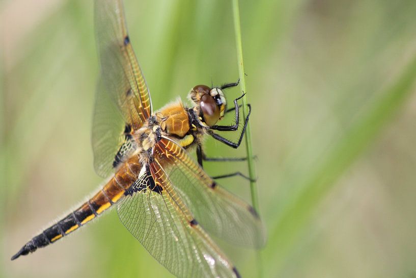 Viervlek libel par Frouwkje Fotografie