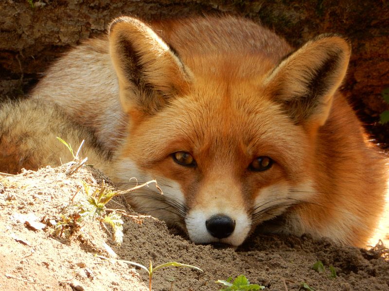 gros plan d'un renard se trouvant dans l'ombre et dans le sable par Joke te Grotenhuis