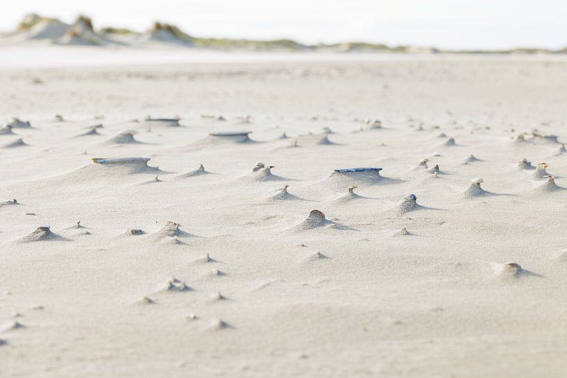 Shells hold their own on Dutch beach 1 by Luuk Kuijpers