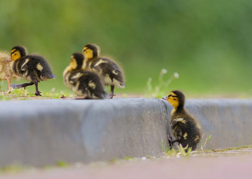 Bébés canards sur le trottoir par Remco Van Daalen