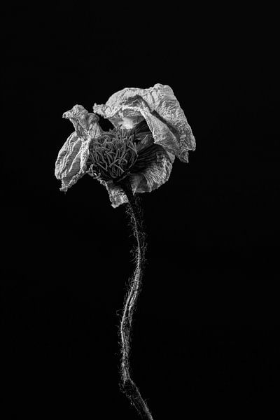 Beautiful dried flower as a still life in black and white by Steven Dijkshoorn
