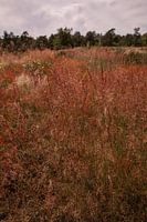Rode Heide Loonse en Drunense Duinen