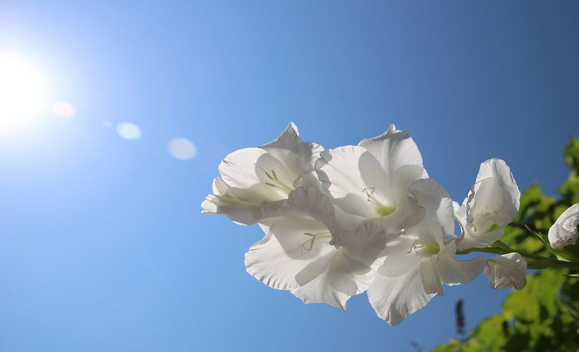 Gladiolen von Saffira Meijer