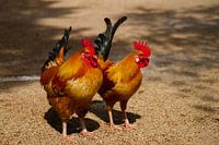 Twee haantjes genietend van het zonnetje.