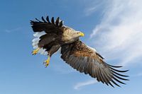 White-tailed Eagle / Sea Eagle ( Haliaeetus albicilla ) impressive adult, in flight against blue sky