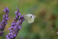 Papillon en quête de nourriture