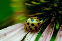 Marienkäfer auf Blume
