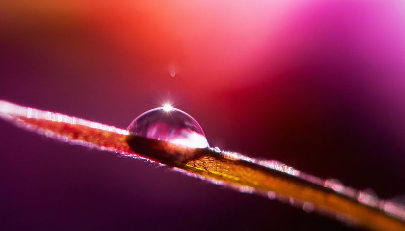Plantes avec gouttes de pluie par Mustafa Kurnaz
