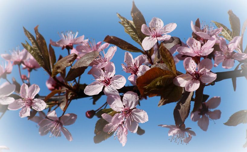 Roze bloesem - Voorjaar by Fotografie Sybrandy