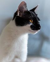 Black and white cat from the side, orange eyes