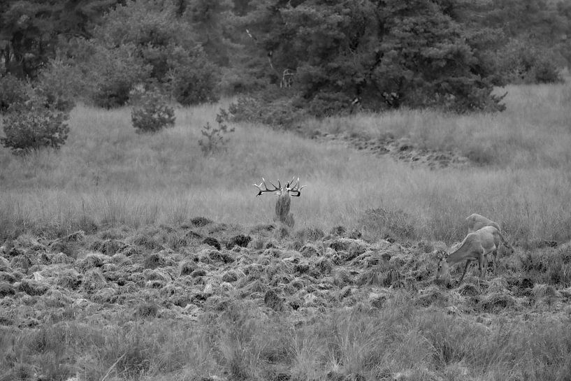 Cerf rouge par Marian Le Pair - van Os