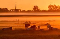 Niederländische Landschaft mit Kühen, Nebel und Mühle mit Sonnenaufgang