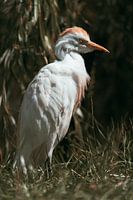 Cattle egret in breeding plumage