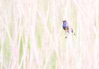 Blauwborst in rietkraag