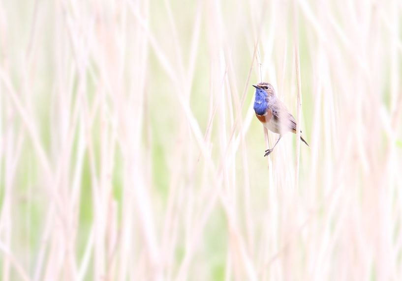 Blaukehlchen im Schilfgürtel von Milou Hinssen