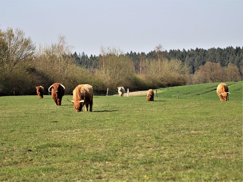 Herde Highlander von Ines Thun