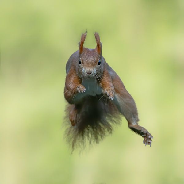 Jumping squirrel. by Albert Beukhof