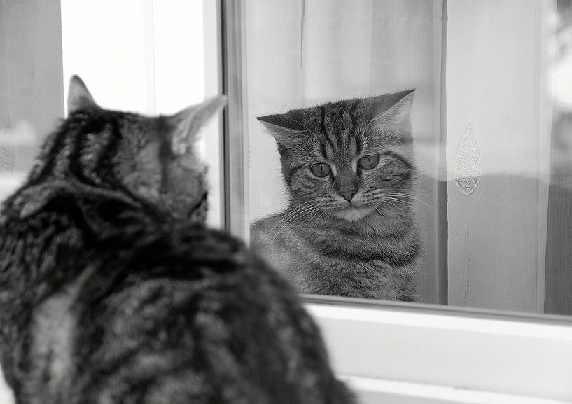 Katten in het kozijn von Herman Moor