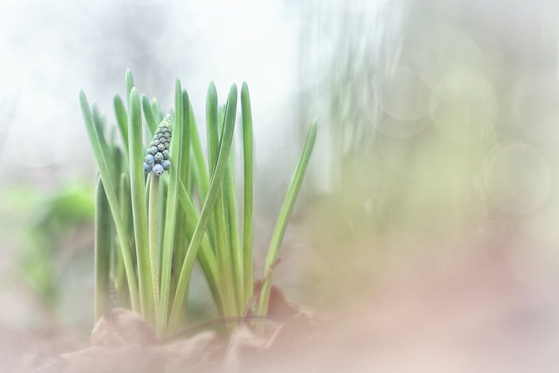 Wunderschöne Traubenhyazinthe von Bob Daalder