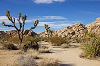 Arbre de Joshua dans le parc national de Joshua Tree, Californie, États-Unis.