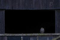 Little owl in large wooden window opening