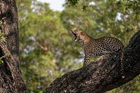 Gähnender Leopard in einem Baum in Südafrika