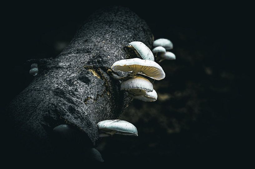Porcelain mushrooms in autumn 4 by Kees Goethart