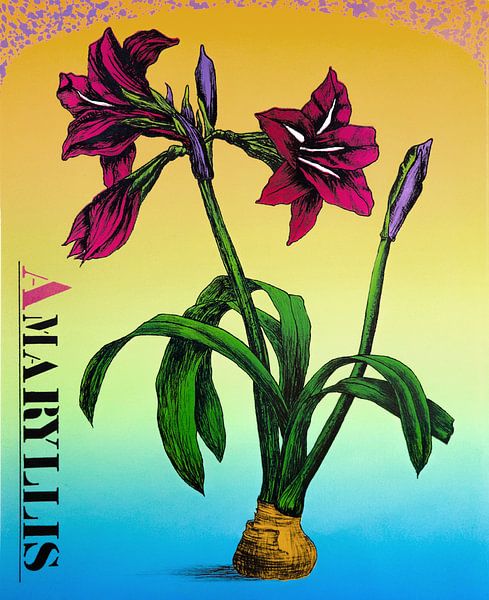 Amaryllis Lila von Helmut Böhm