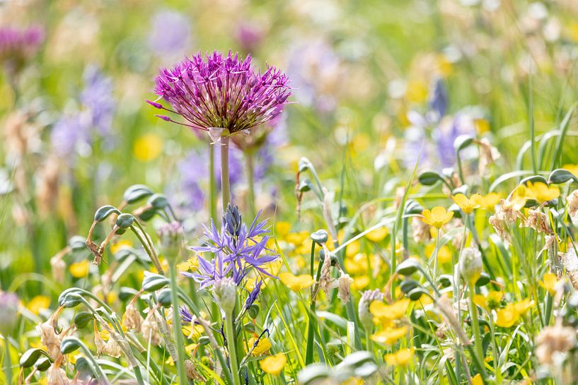 Wilde bloemen von Daan van Oort