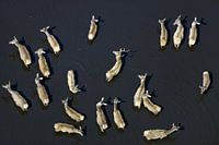 Ein Rudel Hirsche auf der Veluwe