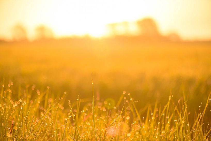 Sonnenaufgang über einem Feld mit Tau auf dem Gras an diesem frühen Frühlingsmorgen von Sjoerd van der Wal Fotografie