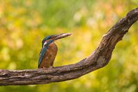 ijsvogel op stam met visje