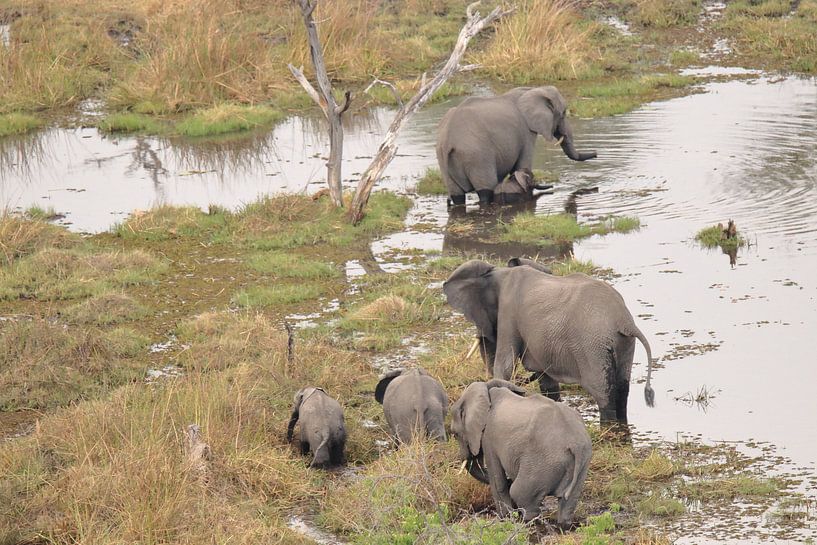 Elephant by Petervanderlecq