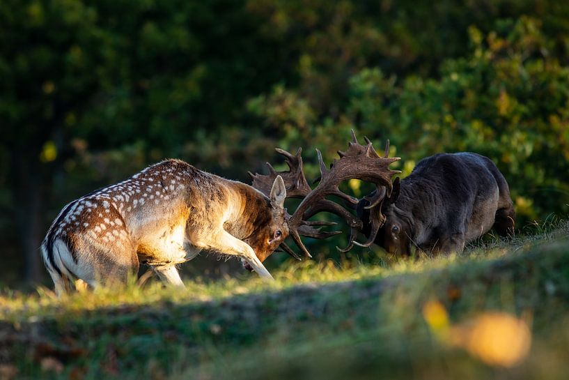 Kämpfende Böcke von Barbara Verstraate