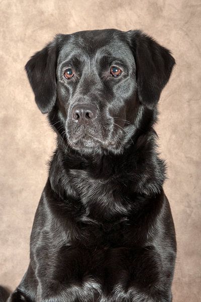 Labrador von Tony Wuite