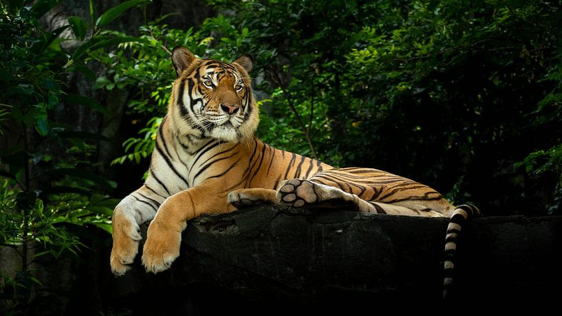 Tiger lying down enjoying the sun by Franklin Driessen