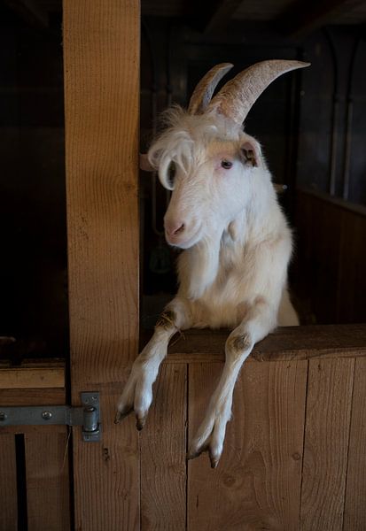 male goat with goatee in gaotfarm looking through the wooden fence by ChrisWillemsen