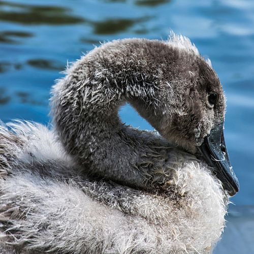  Young gray swan by Rietje Bulthuis