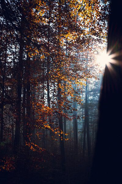 Golden Autumn Leaves by Wahid Fayumzadah