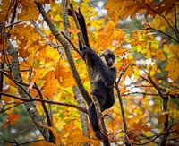 Baby-Weißwandgibbon in den Bäumen