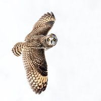 Hibou des marais en vol, observant avec un fond enneigé