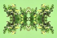 Seringenfantasie lente