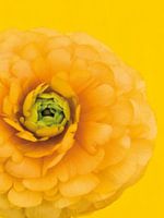 Abbildung einer gelben Hahnenfußblume.