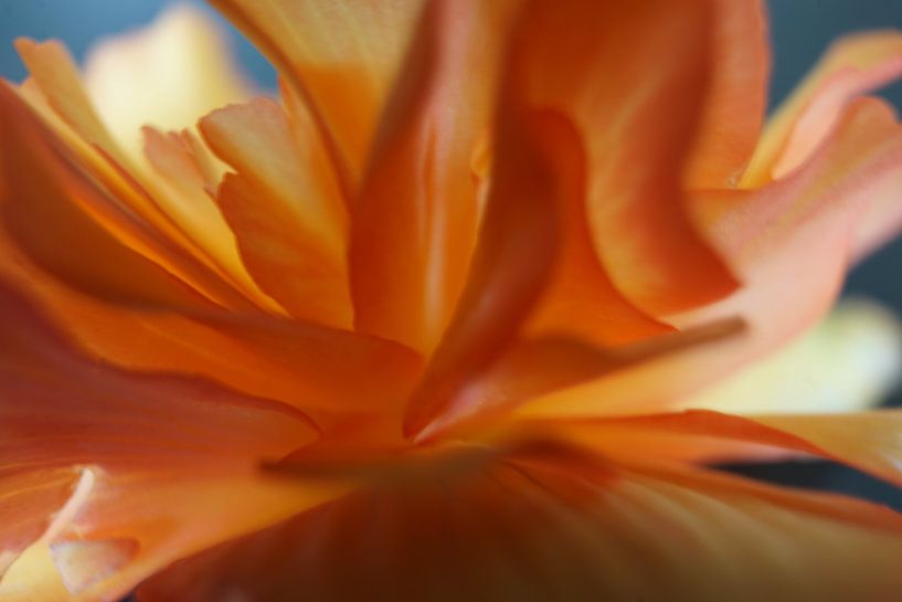 let the sun shine (2) by joyce kool