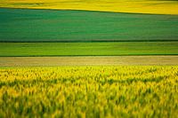 Champ en plan avec des tons verts et jaunes