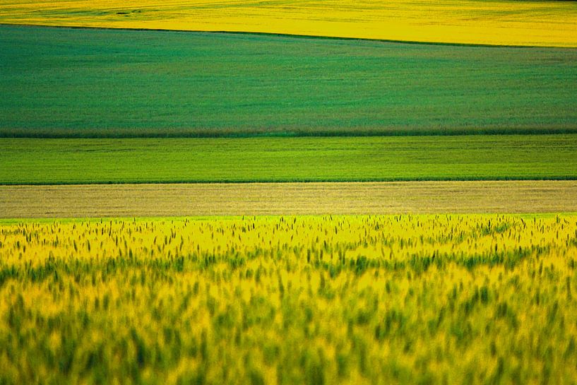 Feld in Ebenen mit Grün- und Gelbtönen von Susan Hol